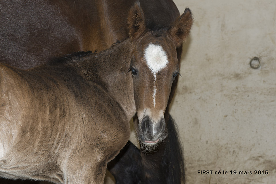 2015-03-19 Naissance de First d&rsquo;Ofée -Pony Welsh K