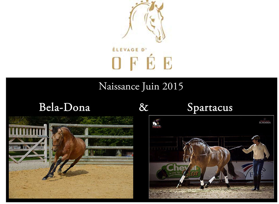 2015 JUIN – NAISSANCE à venir