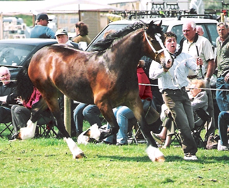Lady - 2007 Lampeter Show Filly 3 Y.o