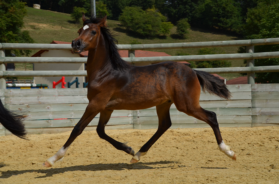First d'Ofée par Lady & Volupto