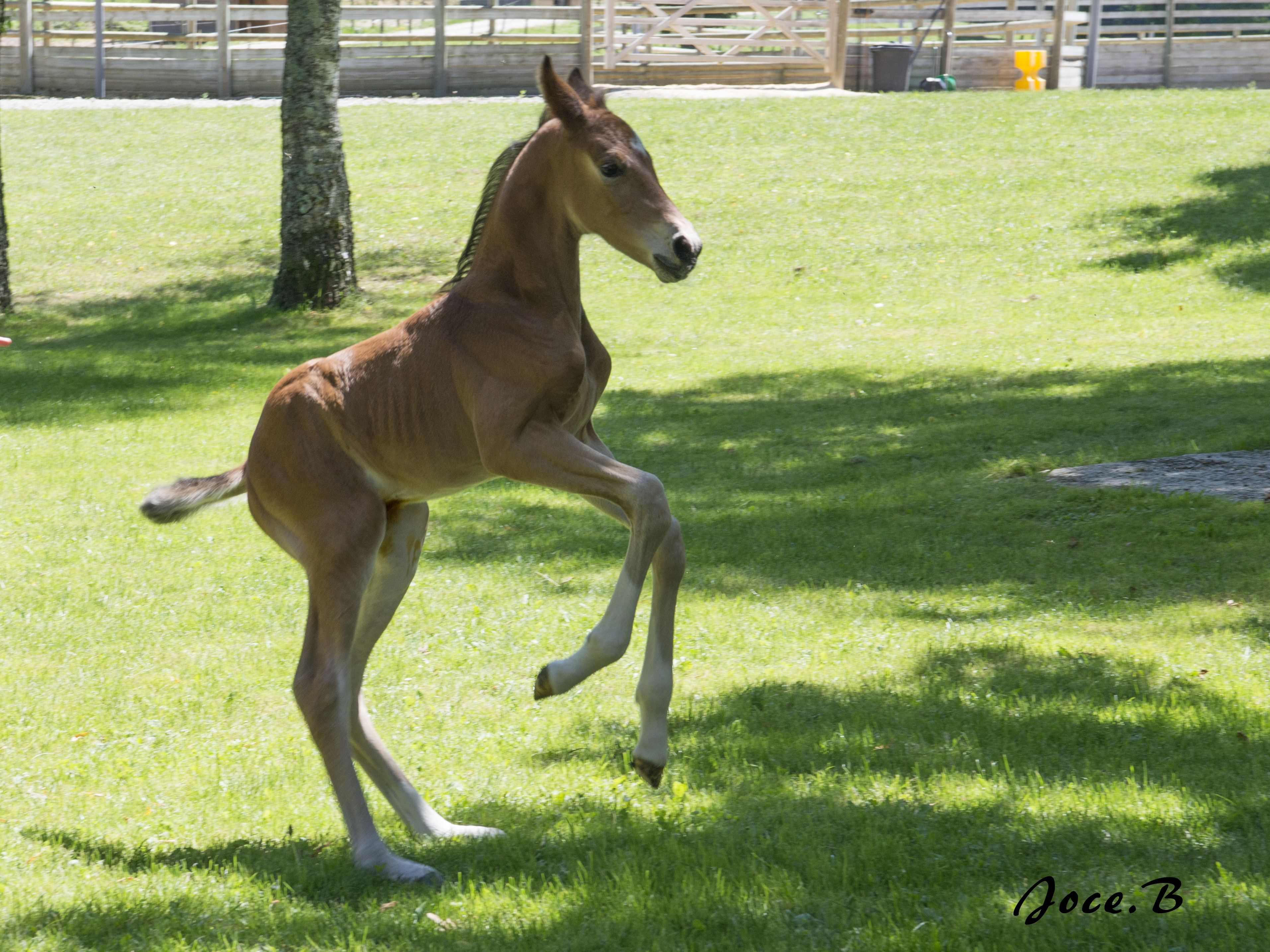 2016-06-29 NAISSANCE DE LINDT D’OFEE
